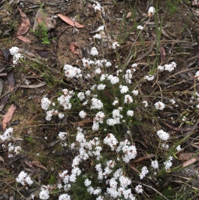 Leucopogon virgatus (Common Beard-heath) at Black Mountain - 22 Sep 2021 by Ned_Johnston