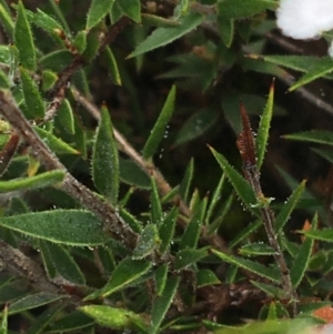 Leucopogon virgatus at Bruce, ACT - 23 Sep 2021