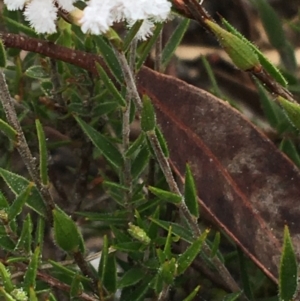 Leucopogon virgatus at Bruce, ACT - 23 Sep 2021