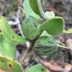 Persoonia rigida (Hairy Geebung) at Downer, ACT - 22 Sep 2021 by Ned_Johnston