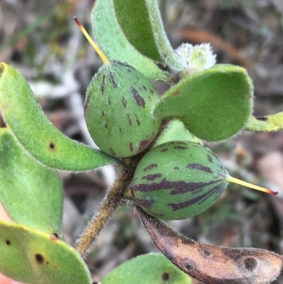 Persoonia rigida (Hairy Geebung) at Downer, ACT - 22 Sep 2021 by Ned_Johnston