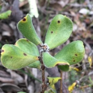 Persoonia rigida at Downer, ACT - 23 Sep 2021 09:34 AM