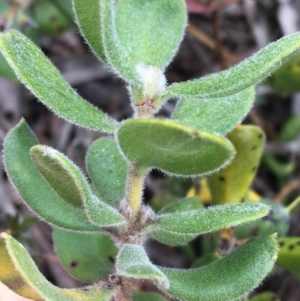 Persoonia rigida at Downer, ACT - 23 Sep 2021