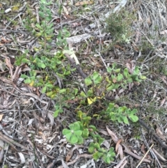 Persoonia rigida at Downer, ACT - 23 Sep 2021 09:34 AM