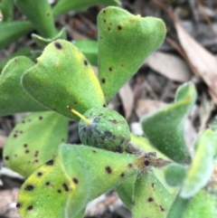 Persoonia rigida at Downer, ACT - 23 Sep 2021