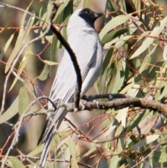 Coracina novaehollandiae (Black-faced Cuckooshrike) at Albury - 28 Sep 2021 by PaulF