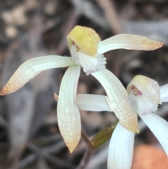 Caladenia ustulata (Brown Caps) at Bruce, ACT - 23 Sep 2021 by NedJohnston