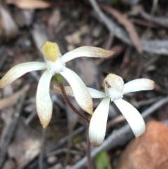 Caladenia ustulata at Bruce, ACT - 23 Sep 2021