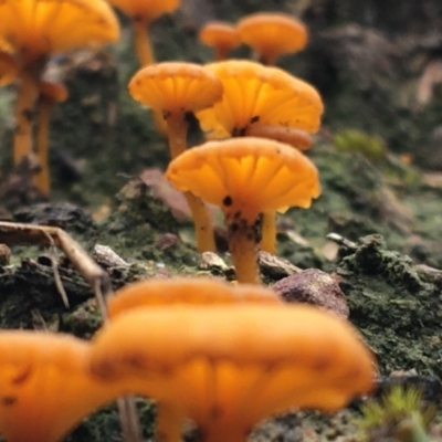 Lichenomphalia chromacea (Yellow Navel) at Black Mountain - 22 Sep 2021 by Ned_Johnston