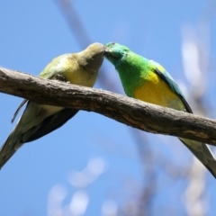 Psephotus haematonotus (Red-rumped Parrot) at Mount Ainslie - 28 Sep 2021 by jb2602