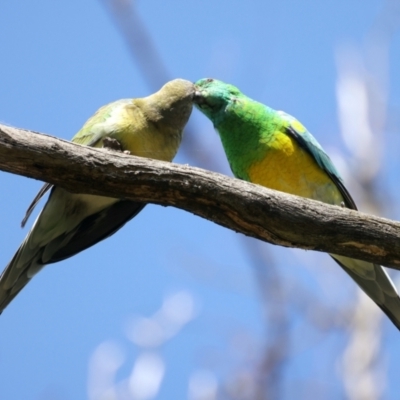 Psephotus haematonotus (Red-rumped Parrot) at Majura, ACT - 28 Sep 2021 by jb2602