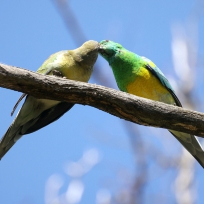 Psephotus haematonotus (Red-rumped Parrot) at Mount Ainslie - 28 Sep 2021 by jb2602