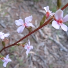 Stylidium graminifolium (Grass Triggerplant) at Hall, ACT - 28 Sep 2021 by Christine