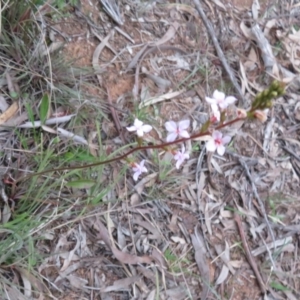 Stylidium graminifolium at Hall, ACT - 29 Sep 2021 07:38 AM