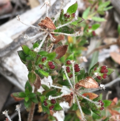 Pomax umbellata (A Pomax) at Black Mountain - 23 Sep 2021 by Ned_Johnston