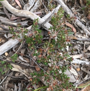 Pomax umbellata at Downer, ACT - 23 Sep 2021