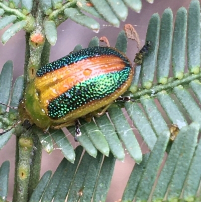 Calomela parilis (Leaf beetle) at Black Mountain - 23 Sep 2021 by Ned_Johnston