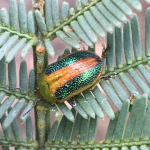 Calomela parilis at Bruce, ACT - 23 Sep 2021 10:04 AM