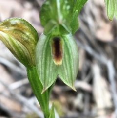 Bunochilus umbrinus (ACT) = Pterostylis umbrina (NSW) (Broad-sepaled Leafy Greenhood) at Acton, ACT by Ned_Johnston