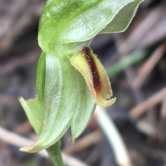 Bunochilus umbrinus (ACT) = Pterostylis umbrina (NSW) at suppressed - 23 Sep 2021