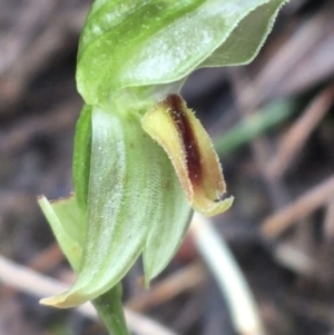 Bunochilus umbrinus (ACT) = Pterostylis umbrina (NSW) at suppressed - 23 Sep 2021