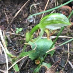 Bunochilus umbrinus (ACT) = Pterostylis umbrina (NSW) at suppressed - 23 Sep 2021