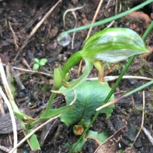 Bunochilus umbrinus (ACT) = Pterostylis umbrina (NSW) at suppressed - 23 Sep 2021