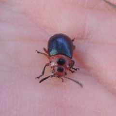 Calomela moorei (Acacia Leaf Beetle) at Tuggeranong Hill - 17 Sep 2021 by michaelb