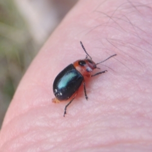 Calomela moorei at Conder, ACT - 17 Sep 2021 03:18 PM