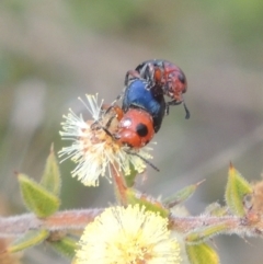 Calomela moorei at Conder, ACT - 17 Sep 2021 03:18 PM