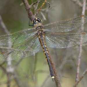 Hemicordulia tau at Braemar, NSW - 29 Sep 2021 10:43 AM