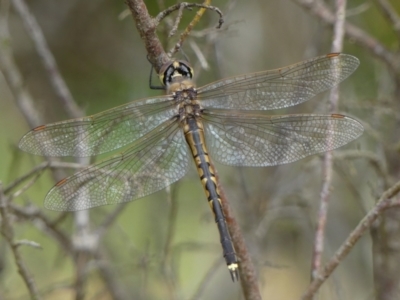 Hemicordulia tau (Tau Emerald) at Braemar, NSW - 29 Sep 2021 by Curiosity