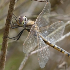 Hemicordulia tau at Braemar, NSW - 29 Sep 2021 10:43 AM