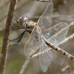 Hemicordulia tau at Braemar, NSW - 29 Sep 2021 10:43 AM