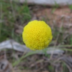 Craspedia sp. (Billy Buttons) at Hall, ACT - 28 Sep 2021 by Christine