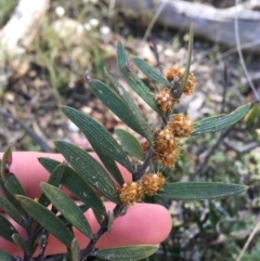 Acacia lanigera var. lanigera (Woolly Wattle, Hairy Wattle) at Black Mountain - 23 Sep 2021 by Ned_Johnston