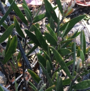 Acacia lanigera var. lanigera at Molonglo Valley, ACT - 24 Sep 2021