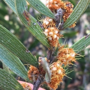 Acacia lanigera var. lanigera at Molonglo Valley, ACT - 24 Sep 2021 09:36 AM