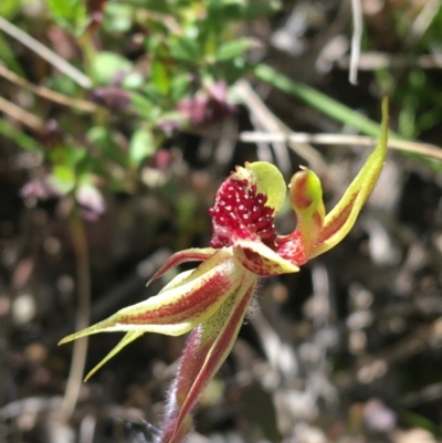 Caladenia actensis (Canberra Spider Orchid) at Mount Majura - 25 Sep 2021 by Ned_Johnston