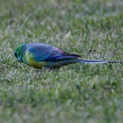 Psephotus haematonotus (Red-rumped Parrot) at Splitters Creek, NSW - 28 Sep 2021 by PaulF