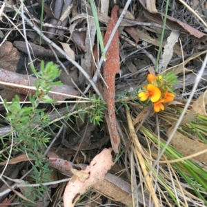 Pultenaea subspicata at Hackett, ACT - 26 Sep 2021