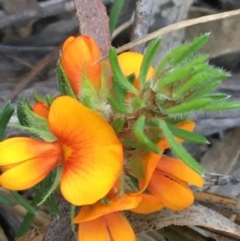 Pultenaea subspicata at Hackett, ACT - 26 Sep 2021 10:00 AM