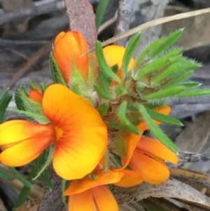 Pultenaea subspicata at Hackett, ACT - 26 Sep 2021 10:00 AM