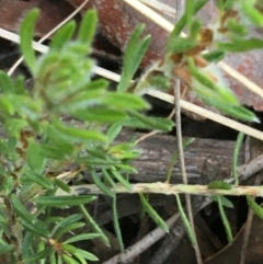 Pultenaea subspicata at Hackett, ACT - 26 Sep 2021