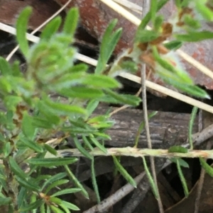 Pultenaea subspicata at Hackett, ACT - 26 Sep 2021 10:00 AM