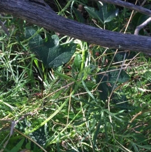 Passiflora cinnabarina at Acton, ACT - 26 Sep 2021
