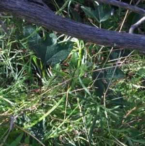 Passiflora cinnabarina at Acton, ACT - 26 Sep 2021 03:02 PM