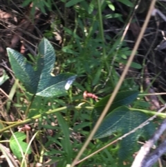 Passiflora cinnabarina at Acton, ACT - 26 Sep 2021 03:02 PM