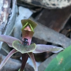 Chiloglottis x pescottiana (Bronze Bird Orchid) at Acton, ACT - 26 Sep 2021 by NedJohnston