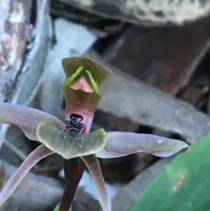 Chiloglottis x pescottiana at Acton, ACT - suppressed